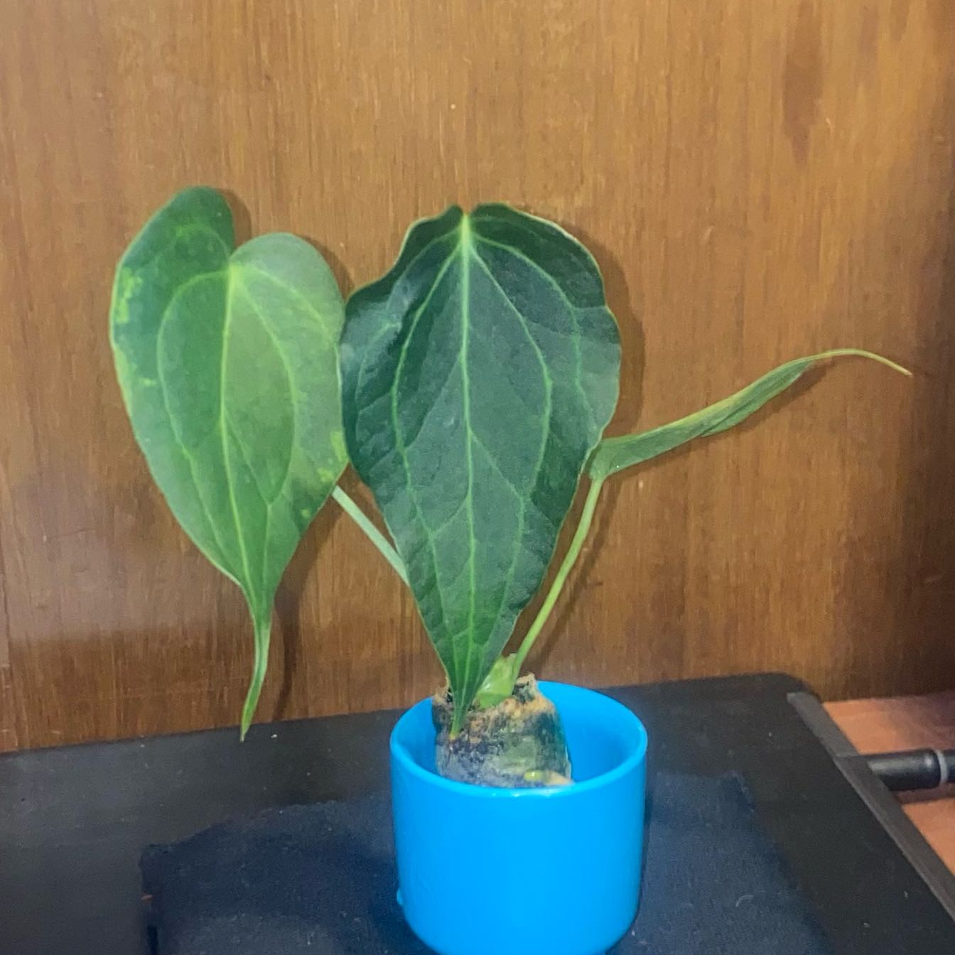 Photo of the plant species Delta Force Anthurium by @CasualSaltcedar named Achilles on Greg, the plant care app