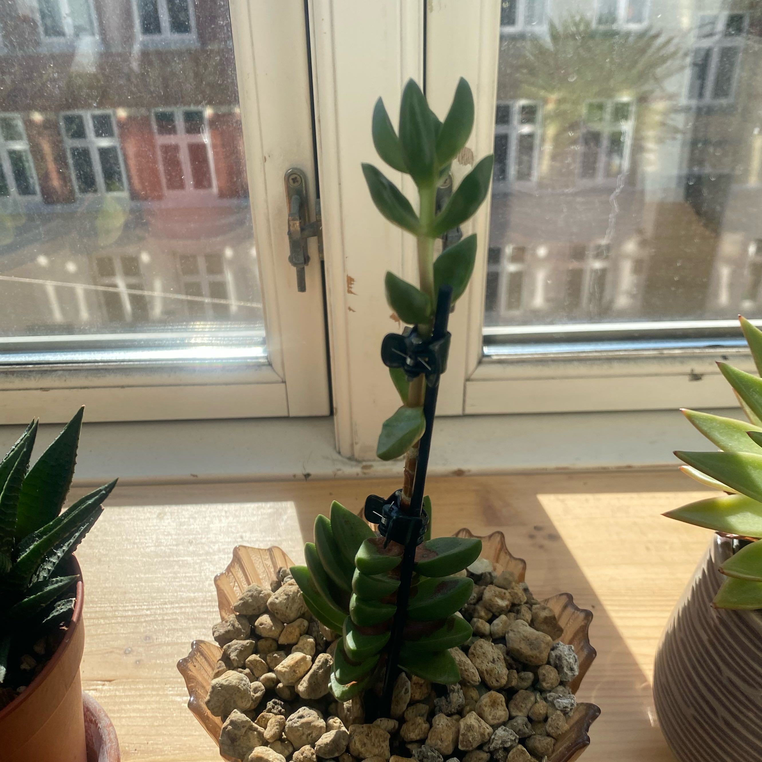 Photo of the plant species Crassula 'Moonglow' by @CasualSaltcedar named Fernie Mac on Greg, the plant care app