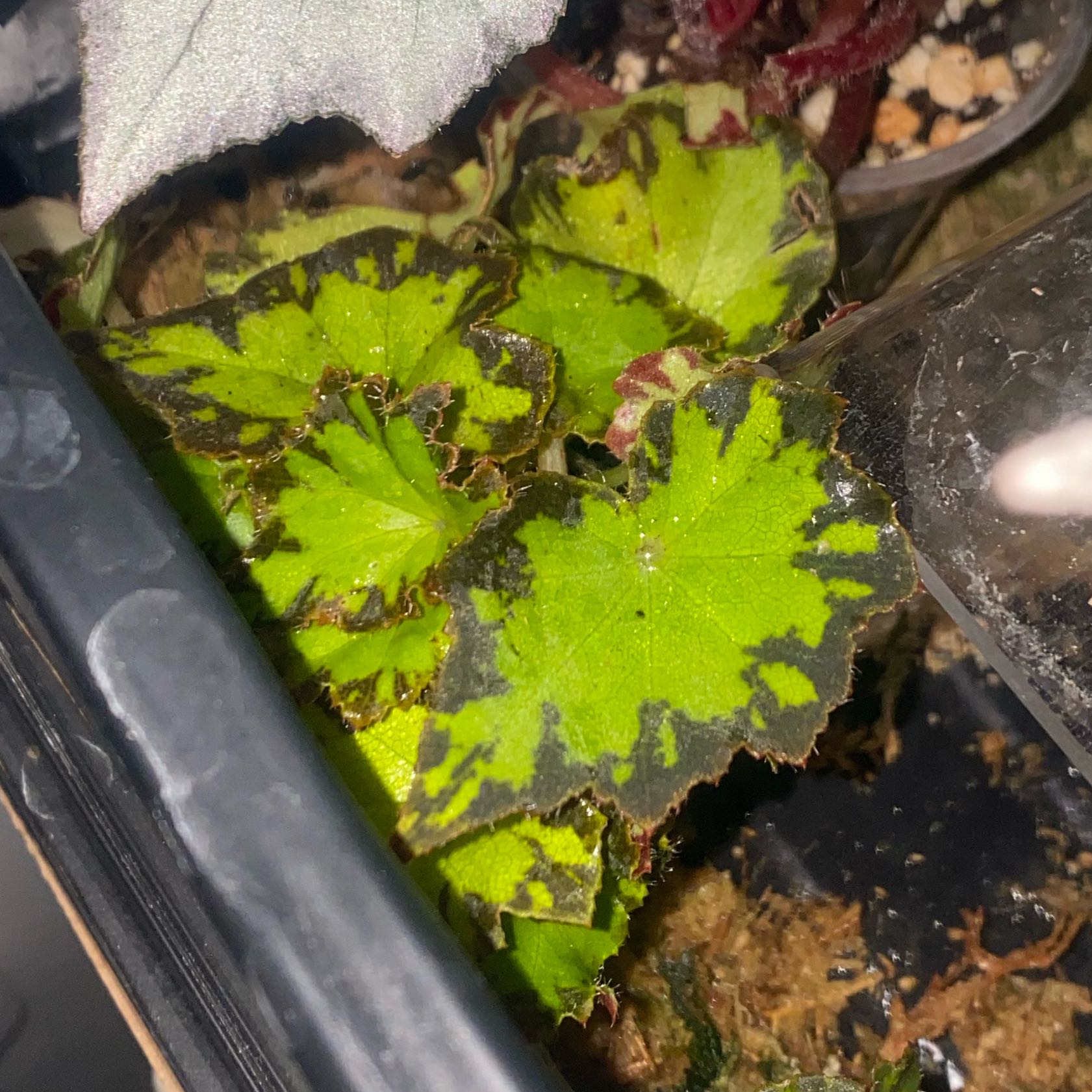 Photo of the plant species Rex Begonia Jive by @CasualSaltcedar named Khaleesi on Greg, the plant care app