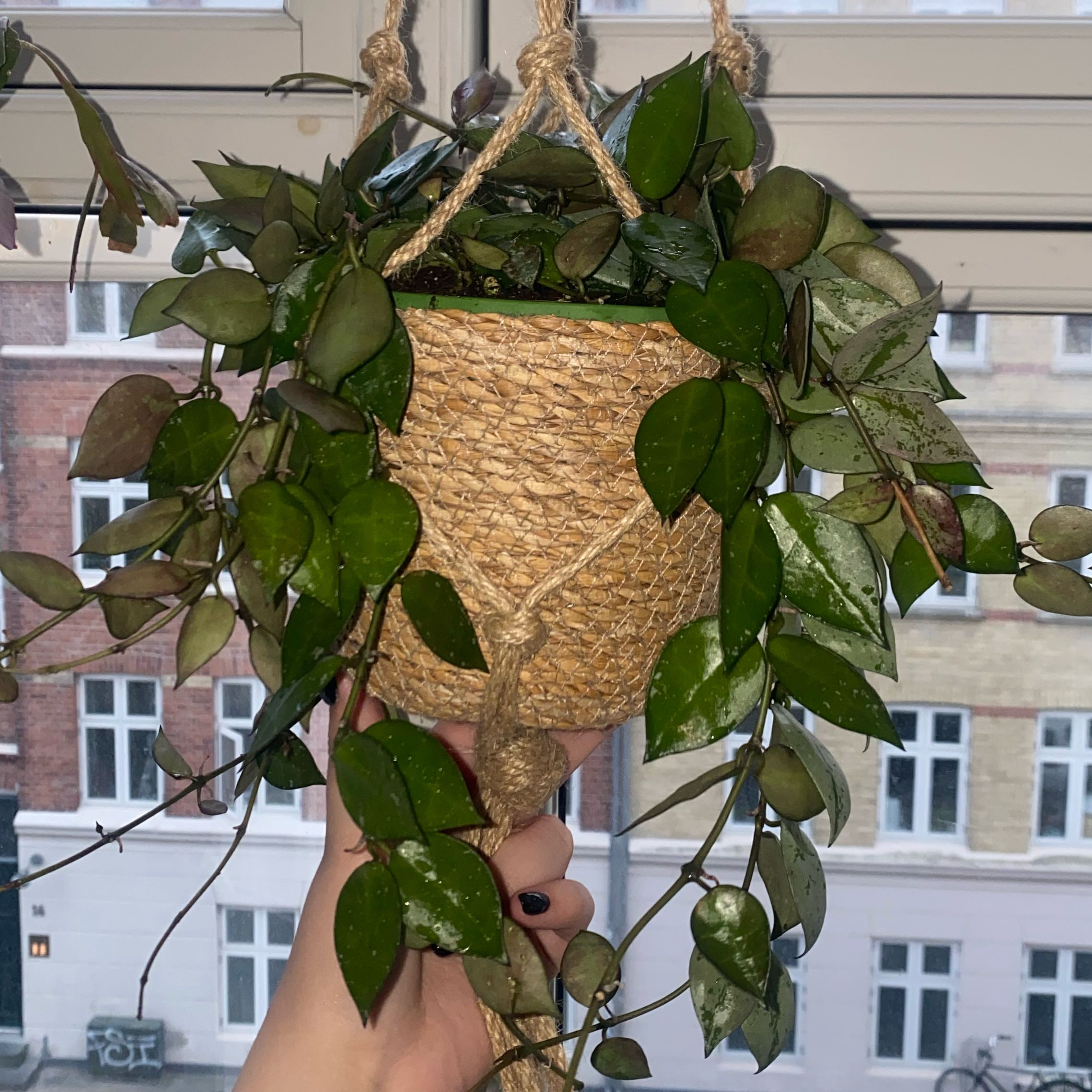 Photo of the plant species Hoya krohniana by @CasualSaltcedar named Shakira on Greg, the plant care app