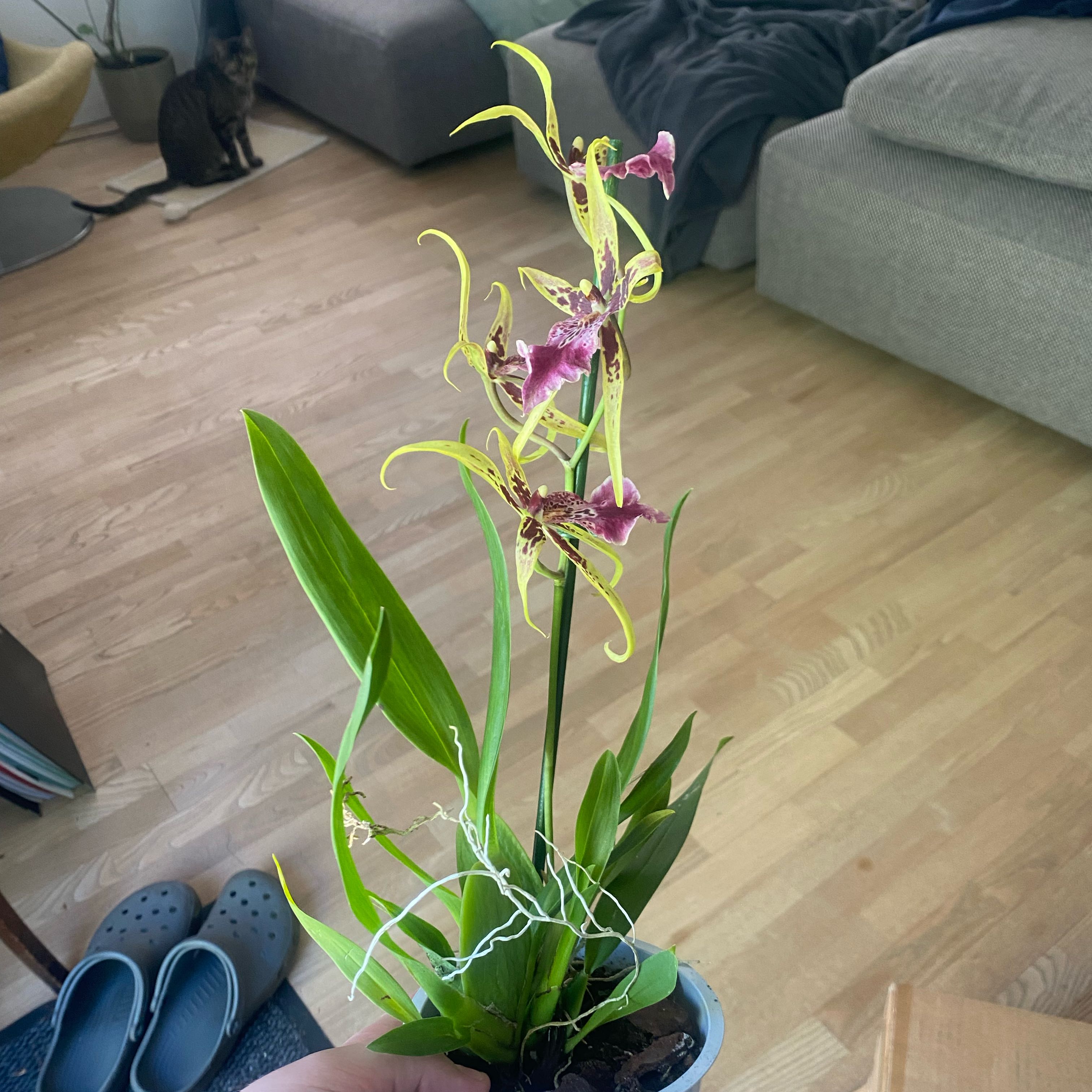 Photo of the plant species Dancing-Lady Orchid by @CasualSaltcedar named Peter Parker on Greg, the plant care app