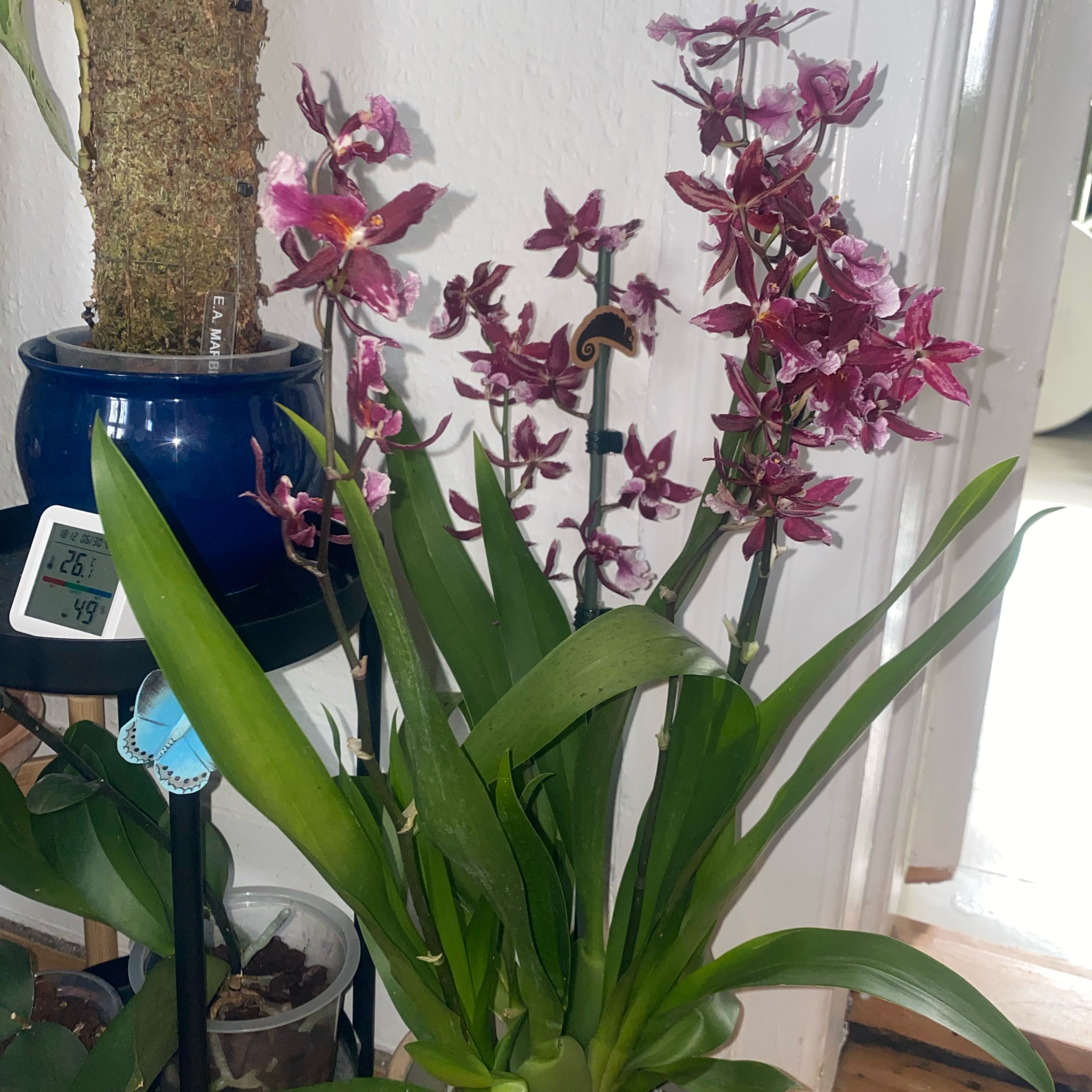 Photo of the plant species Burrageara Orchid by @CasualSaltcedar named Athena on Greg, the plant care app