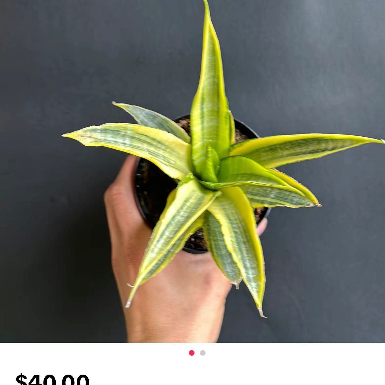 Photo of the plant species sanserveria cordova by @GuardianPignut named Robert Plant on Greg, the plant care app