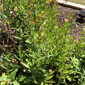 Photo of the plant species Lilium Pardalinum by @QuickRubybonnet named Huckleberry Fern on Greg, the plant care app