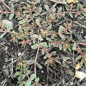 Photo of the plant species Milk Purslane by @QuickRubybonnet named Prince on Greg, the plant care app