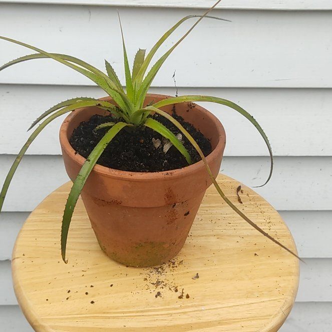 Photo of the plant species Aechmea recurvata by @TrueAzteccactus named Spike Leaves on Greg, the plant care app