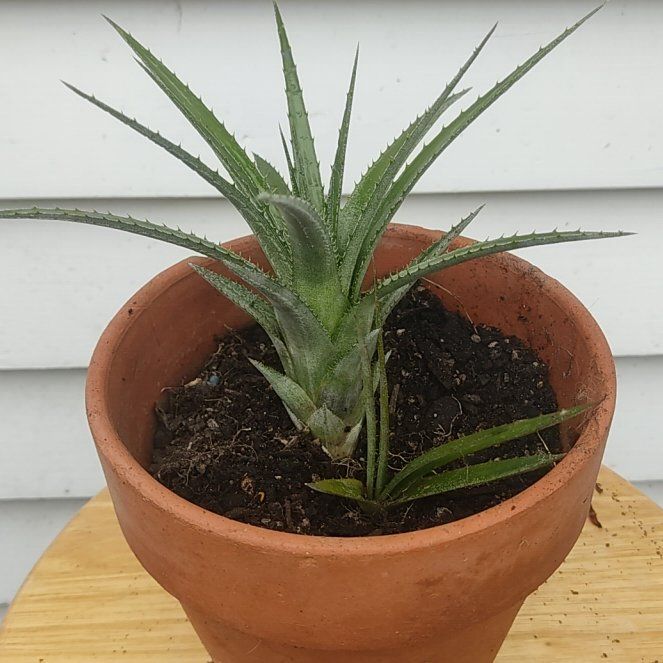 Photo of the plant species Aechmea recurvata by @TrueAzteccactus named Demi on Greg, the plant care app
