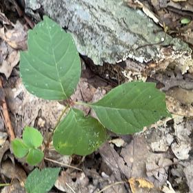 Photo of the plant species Poison Ivy by @NewMeadowflax named Prince on Greg, the plant care app