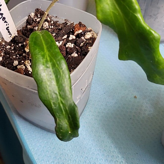 Photo of the plant species Hoya ilagiorum by @OodlesBromeliad named Apollo on Greg, the plant care app