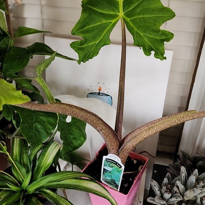Photo of the plant species upright elephant ear by @HandyHeartfern named Zeus on Greg, the plant care app