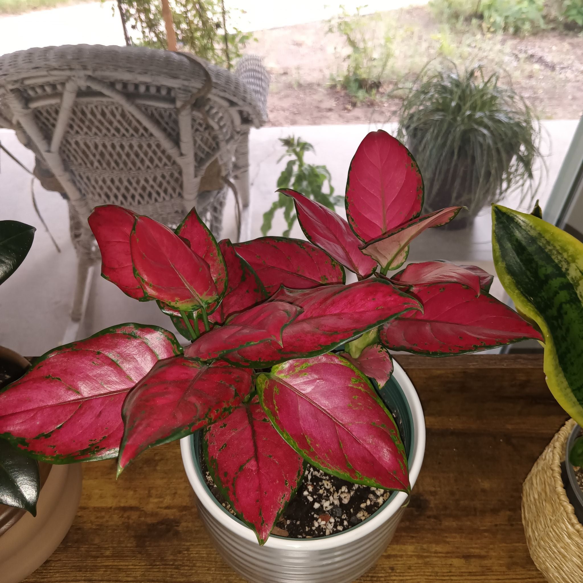 Photo of the plant species Aglaonema 'Pink' by @Luvlilu named Chinas on Greg, the plant care app