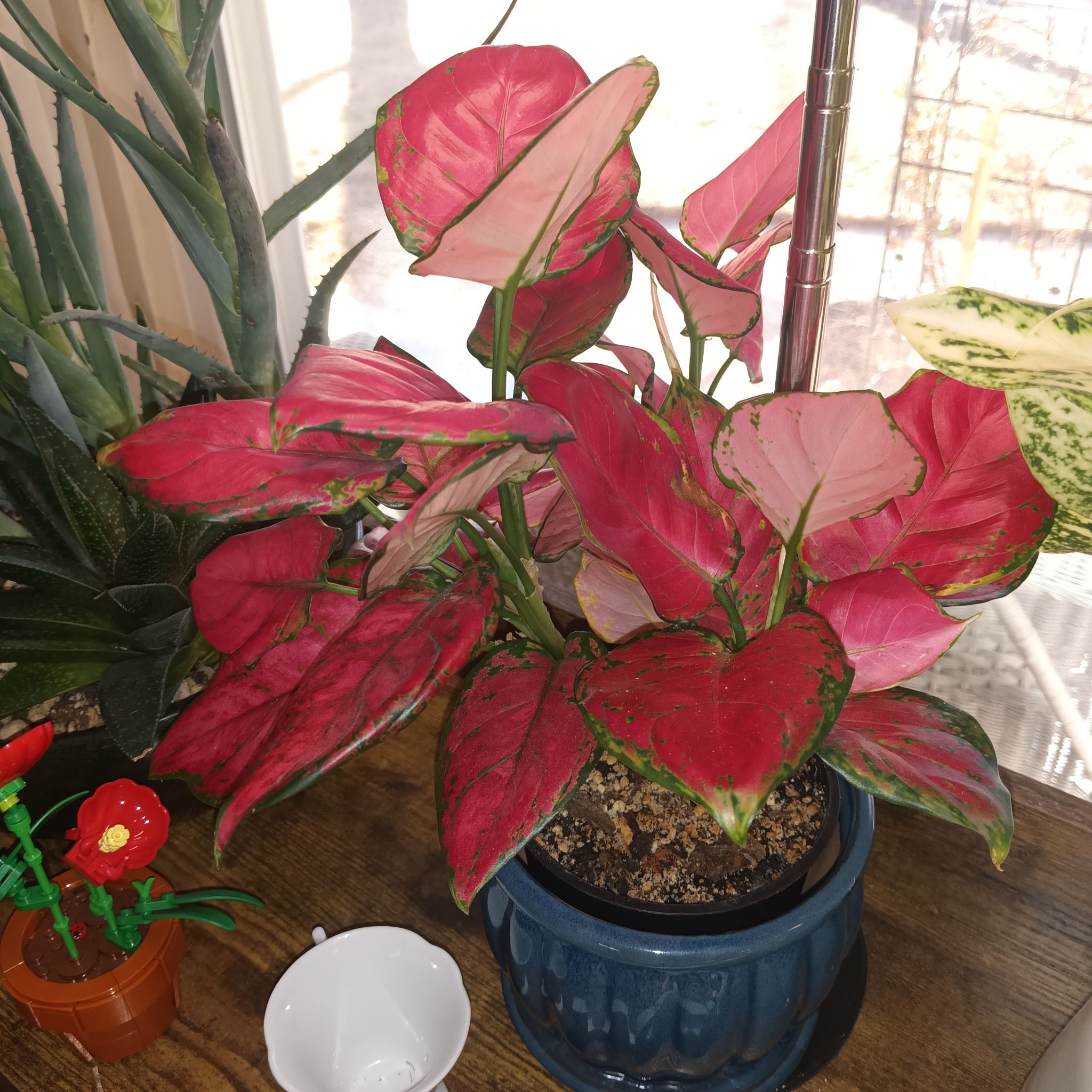 Photo of the plant species Aglaonema 'Pink' by @Luvlilu named Chinas on Greg, the plant care app