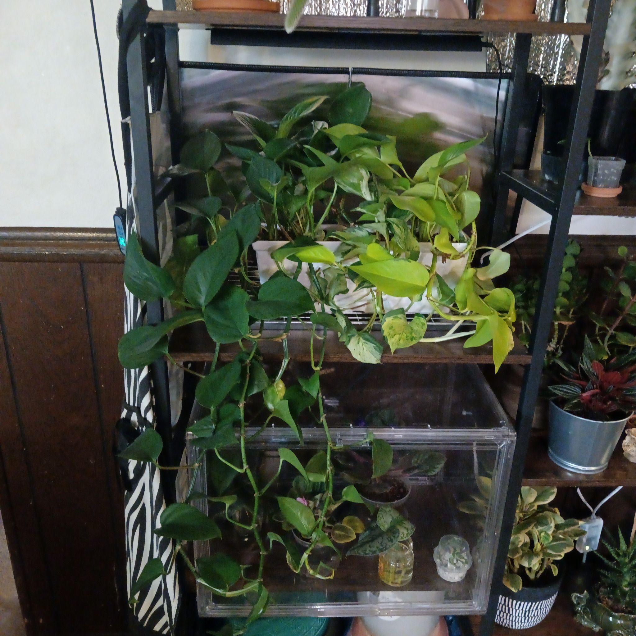 Photo of the plant species Pothos Basket by @Luvlilu named JaManji (Jade & Manji) on Greg, the plant care app