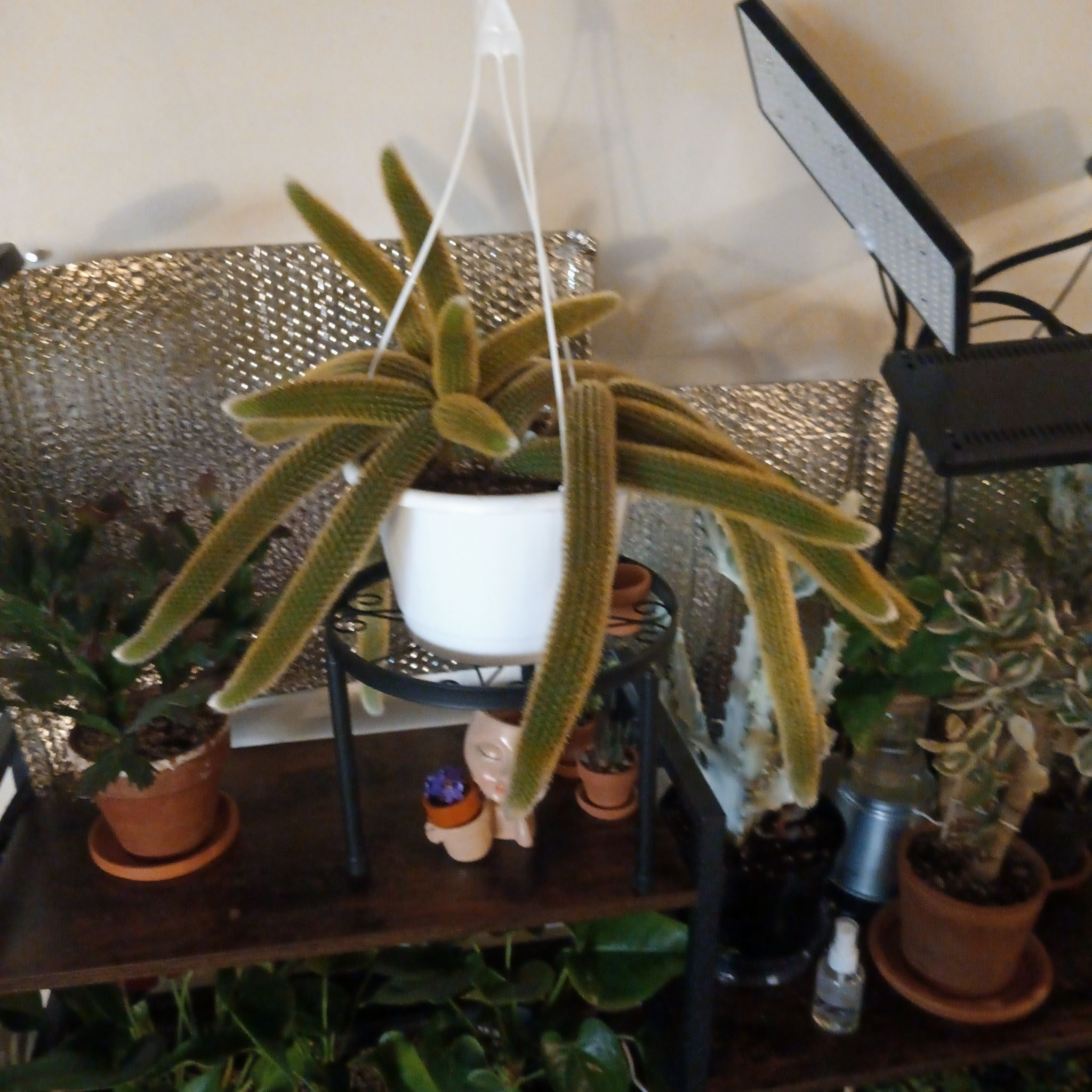 Photo of the plant species Golden Rat Tail by @Luvlilu named Templeton on Greg, the plant care app