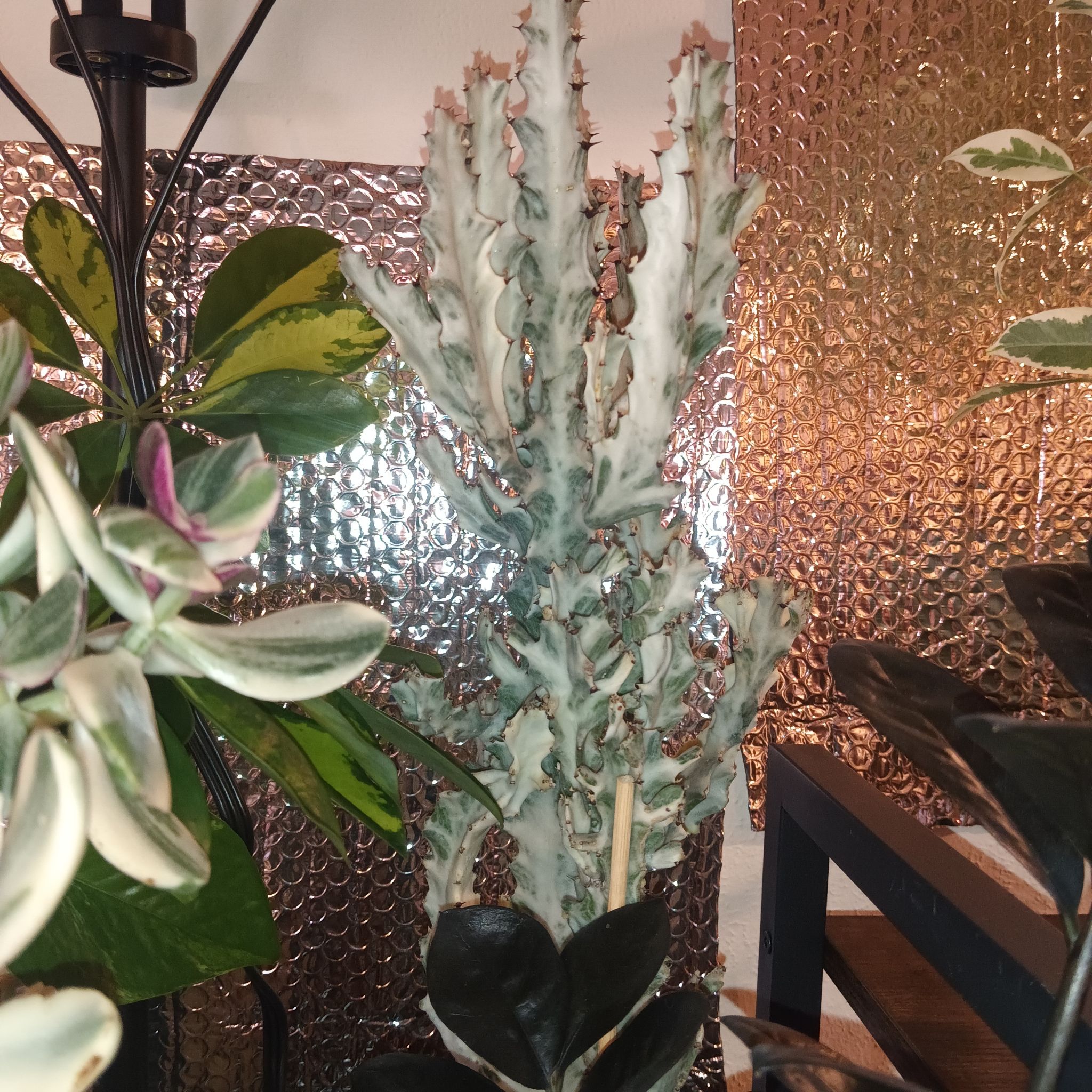 Photo of the plant species White Ghost Euphorbia by @Luvlilu named Lumiere on Greg, the plant care app
