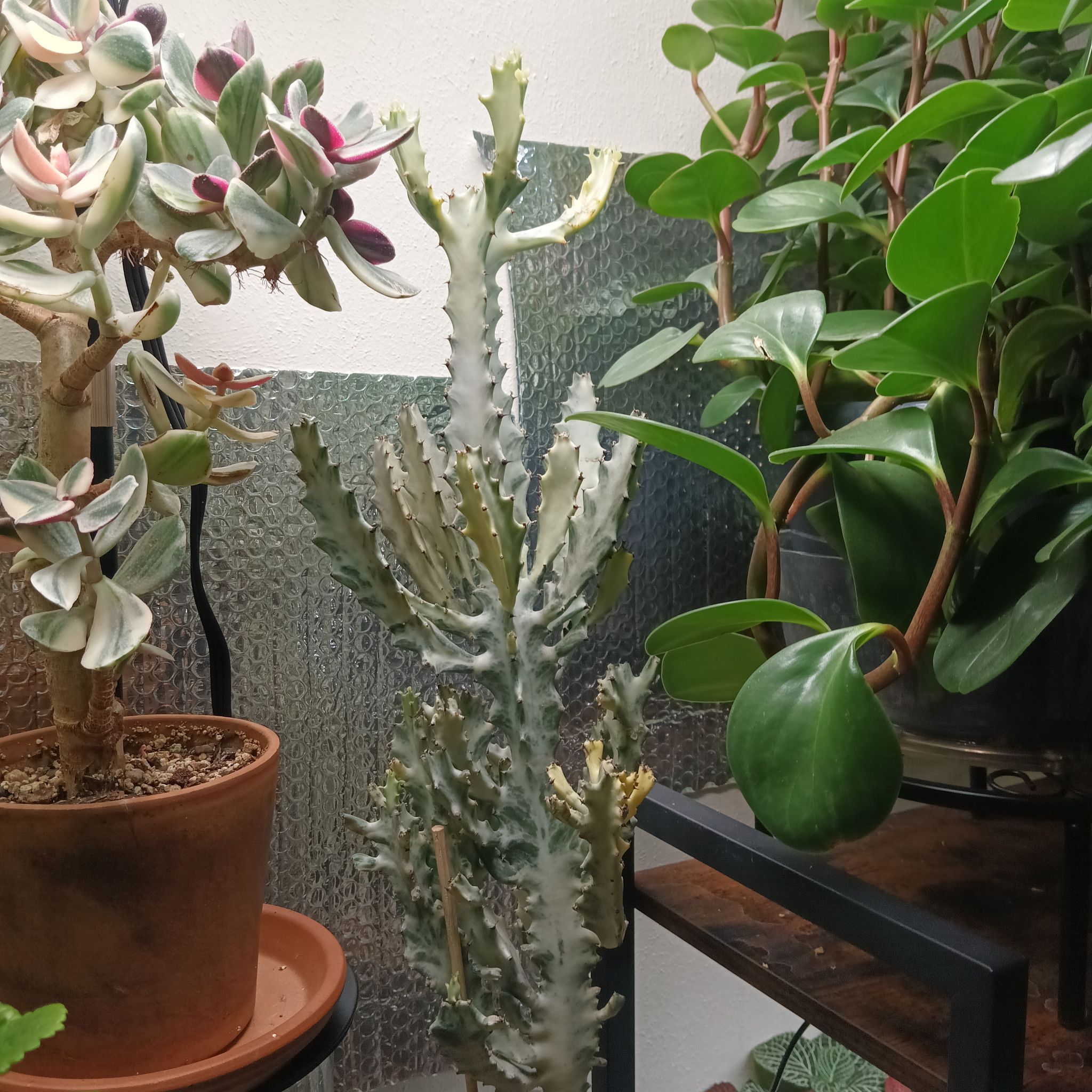 Photo of the plant species White Ghost Euphorbia by @Luvlilu named Lumiere on Greg, the plant care app