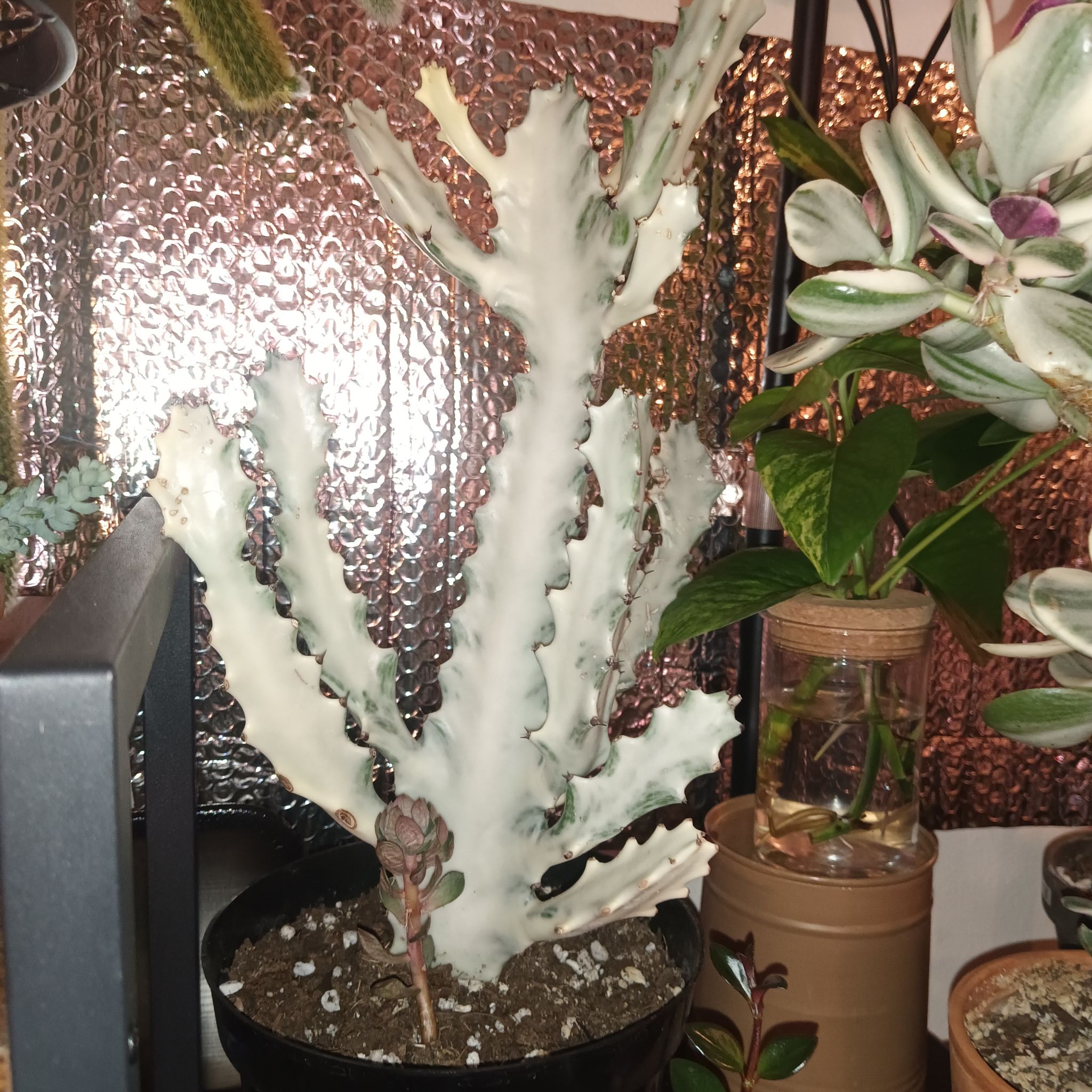Photo of the plant species White Ghost Euphorbia by @Luvlilu named Casper on Greg, the plant care app