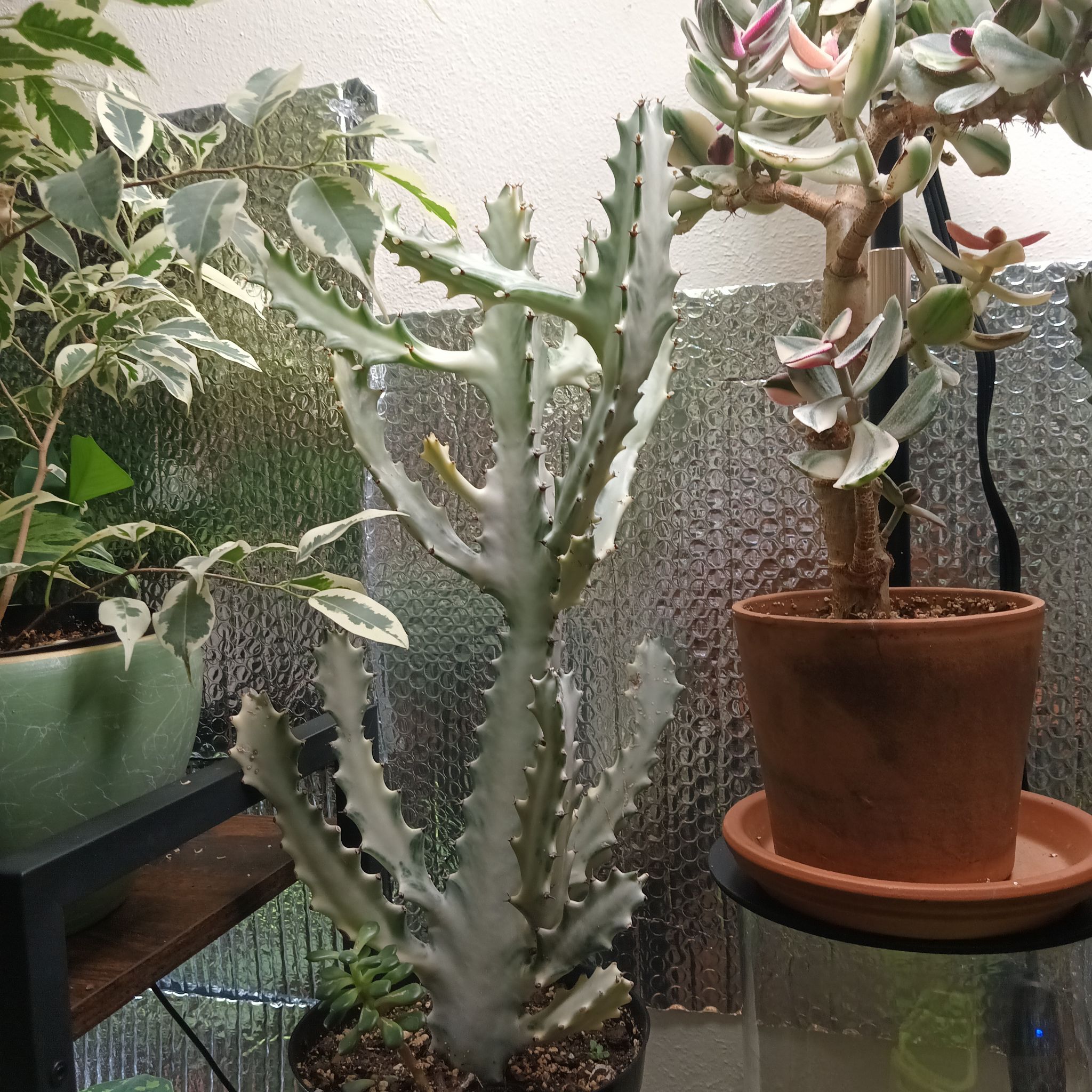 Photo of the plant species White Ghost Euphorbia by @Luvlilu named Casper on Greg, the plant care app