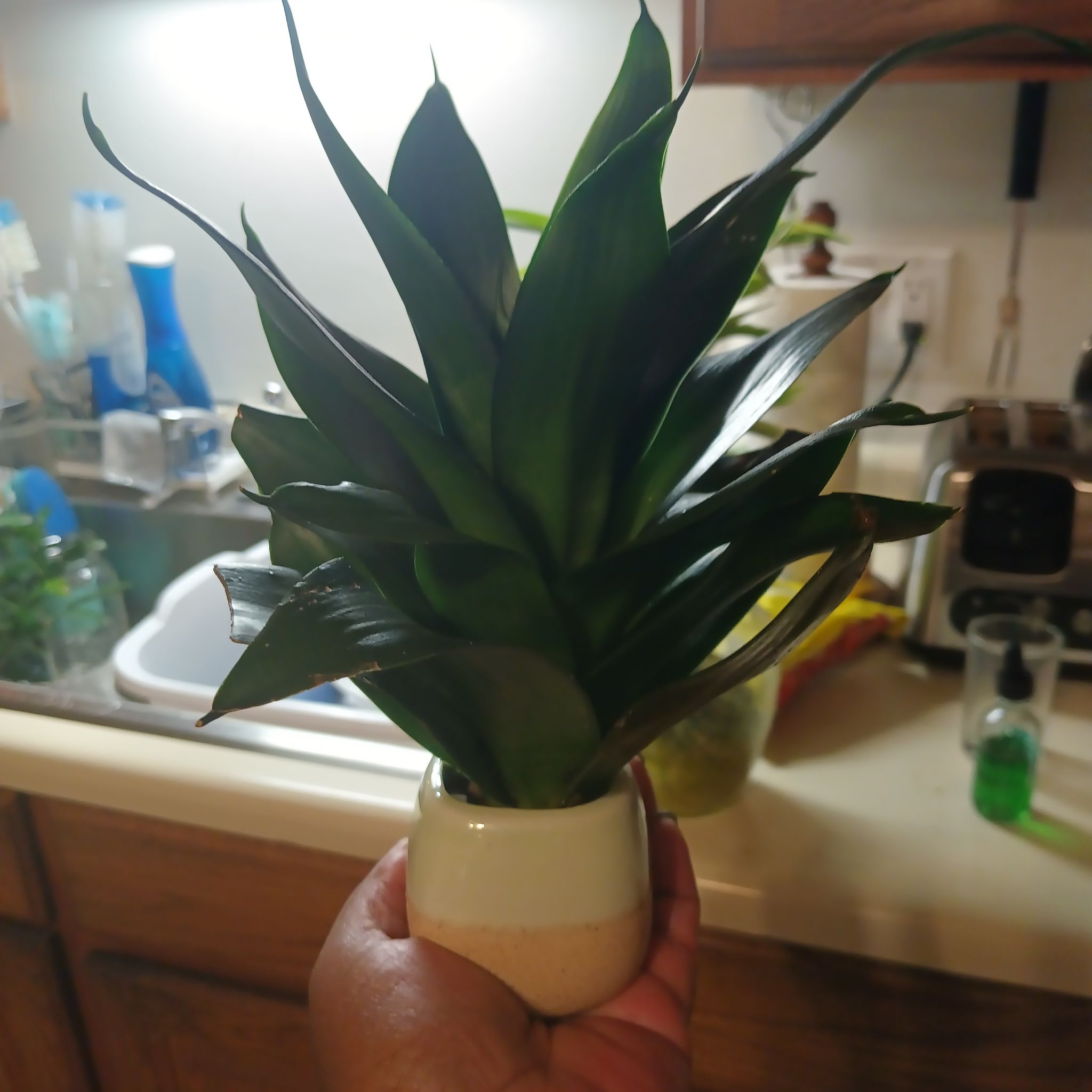 Photo of the plant species Black Jade Snake Plant by @Luvlilu named Hahnii on Greg, the plant care app
