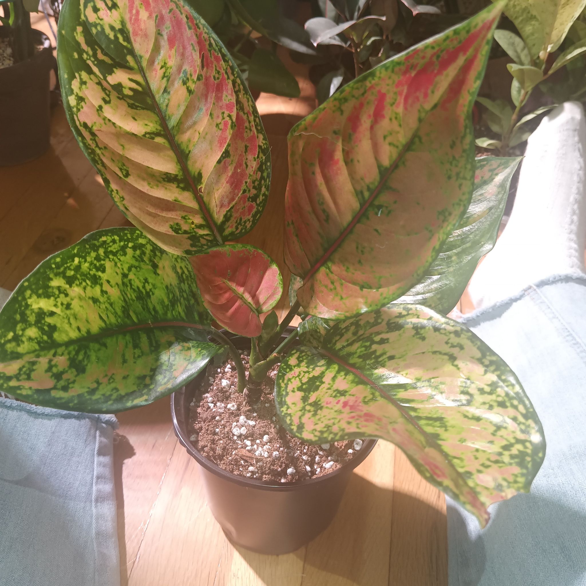 Photo of the plant species Chinese Evergreen by @Luvlilu named 10 Karat on Greg, the plant care app