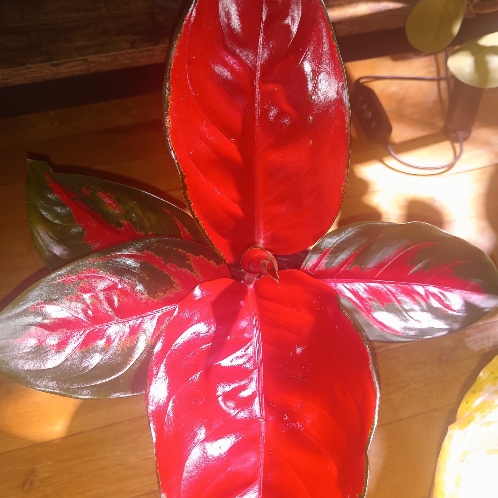 Photo of the plant species Suksom Jaipong Aglaonema by @Luvlilu named Margaret on Greg, the plant care app