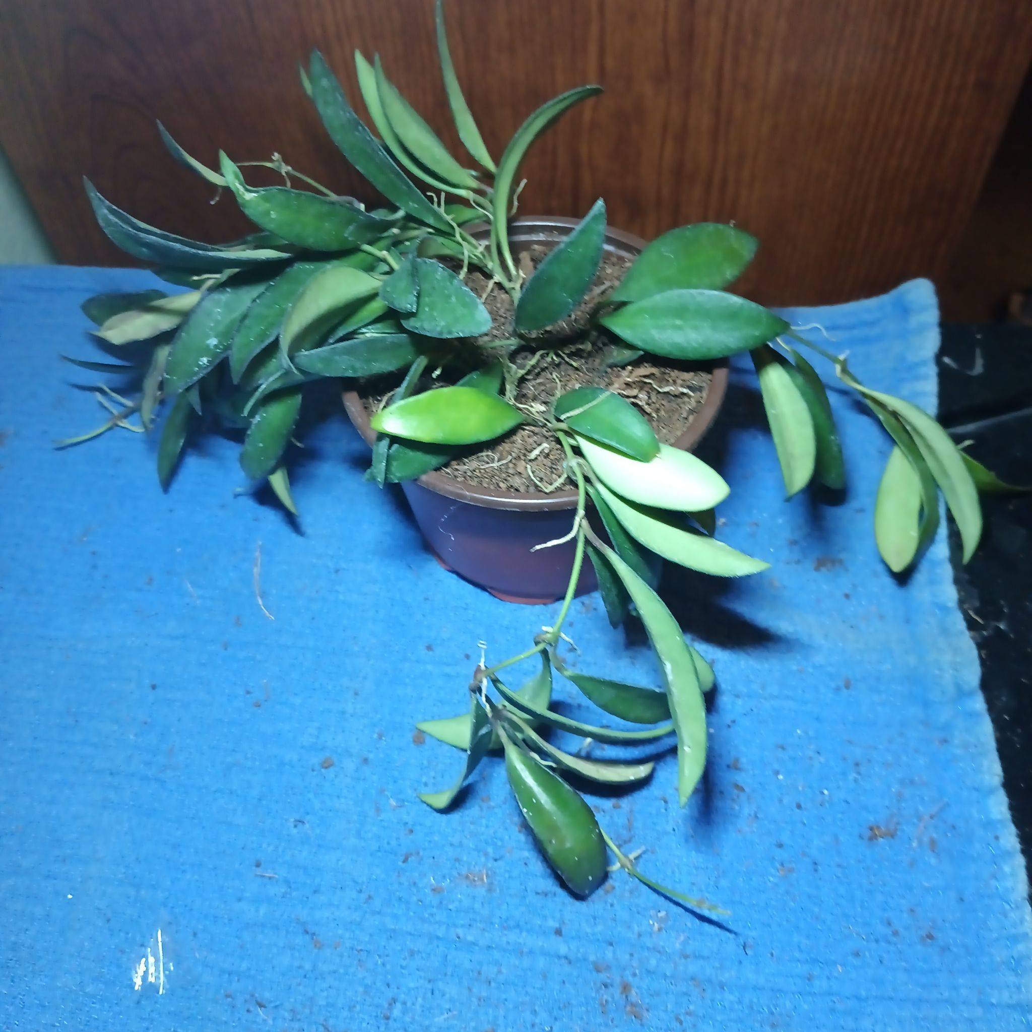Photo of the plant species Hoya wayetti by @Luvlilu named Wayne on Greg, the plant care app