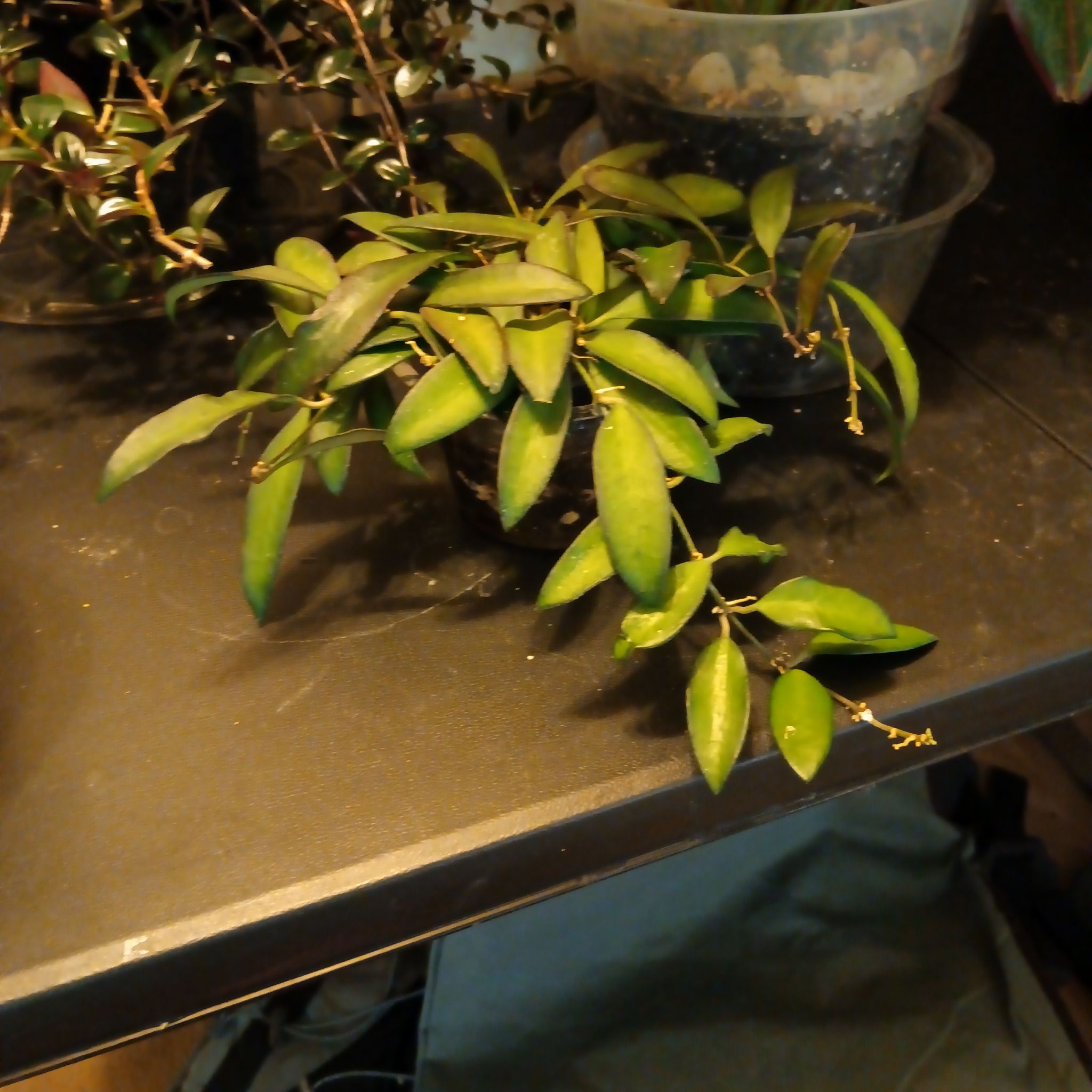 Photo of the plant species Hoya wayetti by @Luvlilu named Wayne on Greg, the plant care app