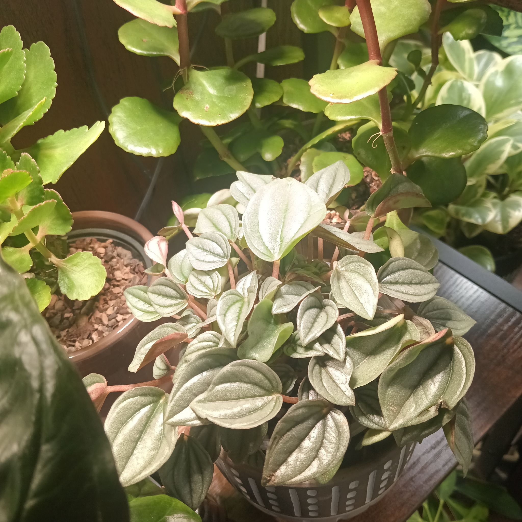 Photo of the plant species Silver Ripple Peperomia by @Luvlilu named Belle on Greg, the plant care app