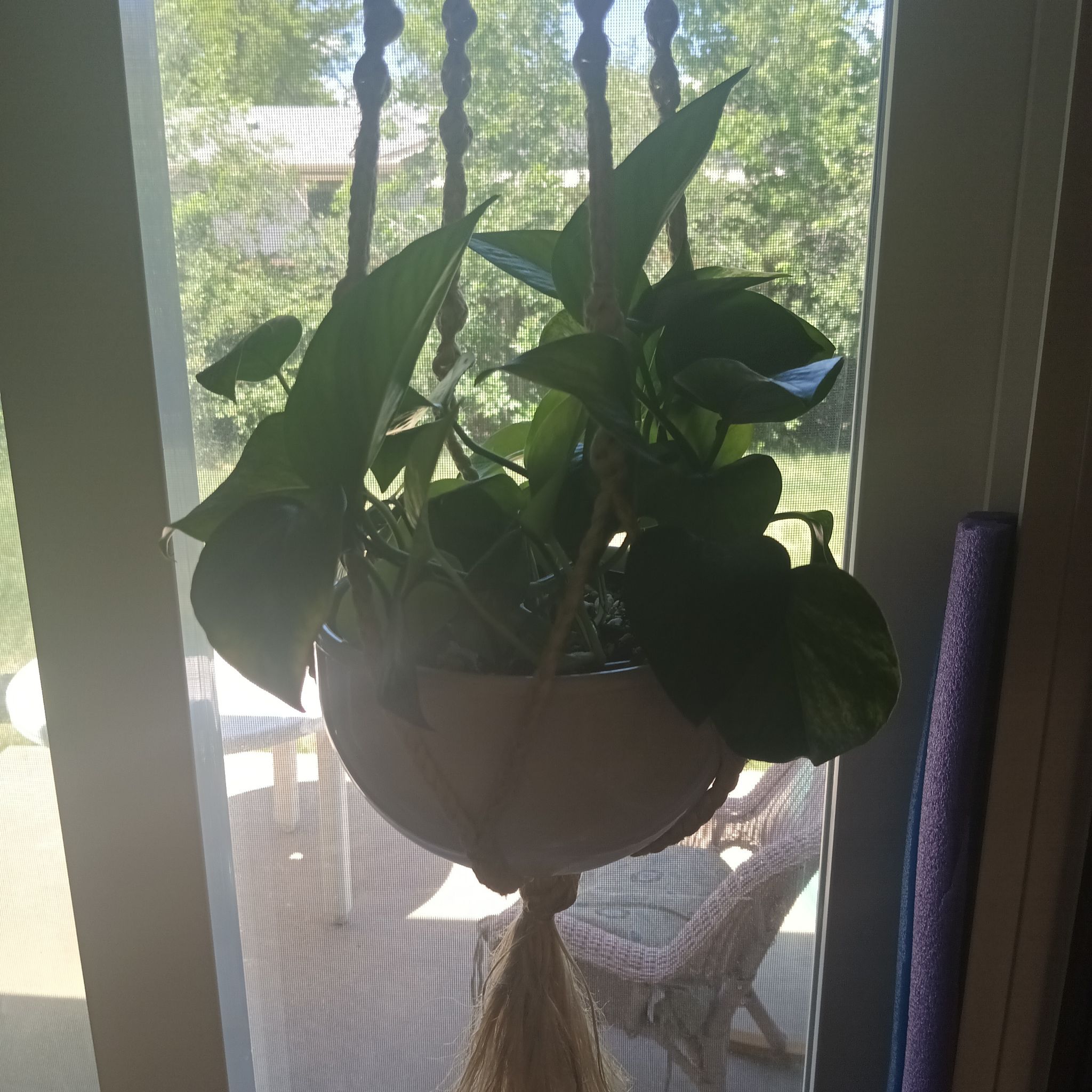 Photo of the plant species Pothos Basket by @Luvlilu named Moxie II on Greg, the plant care app