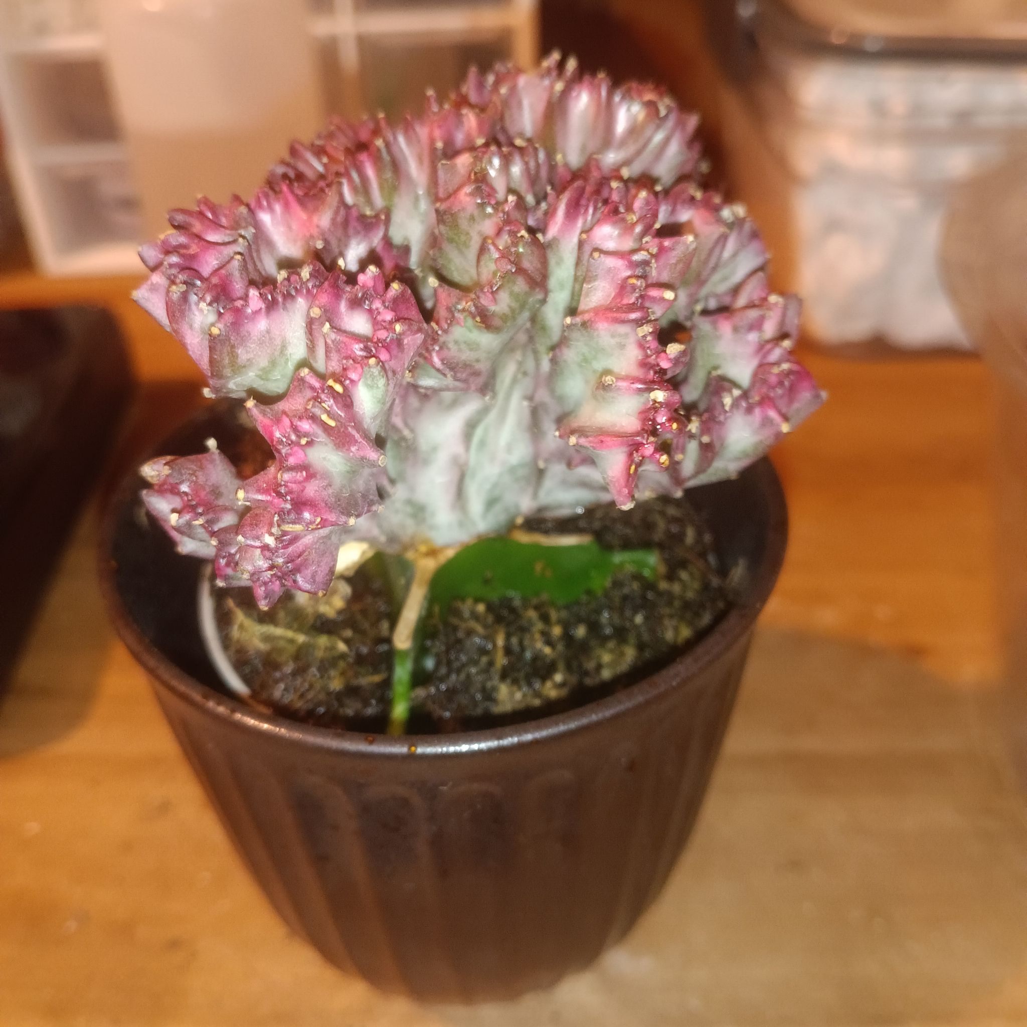 Photo of the plant species christata by @Luvlilu named Christata on Greg, the plant care app