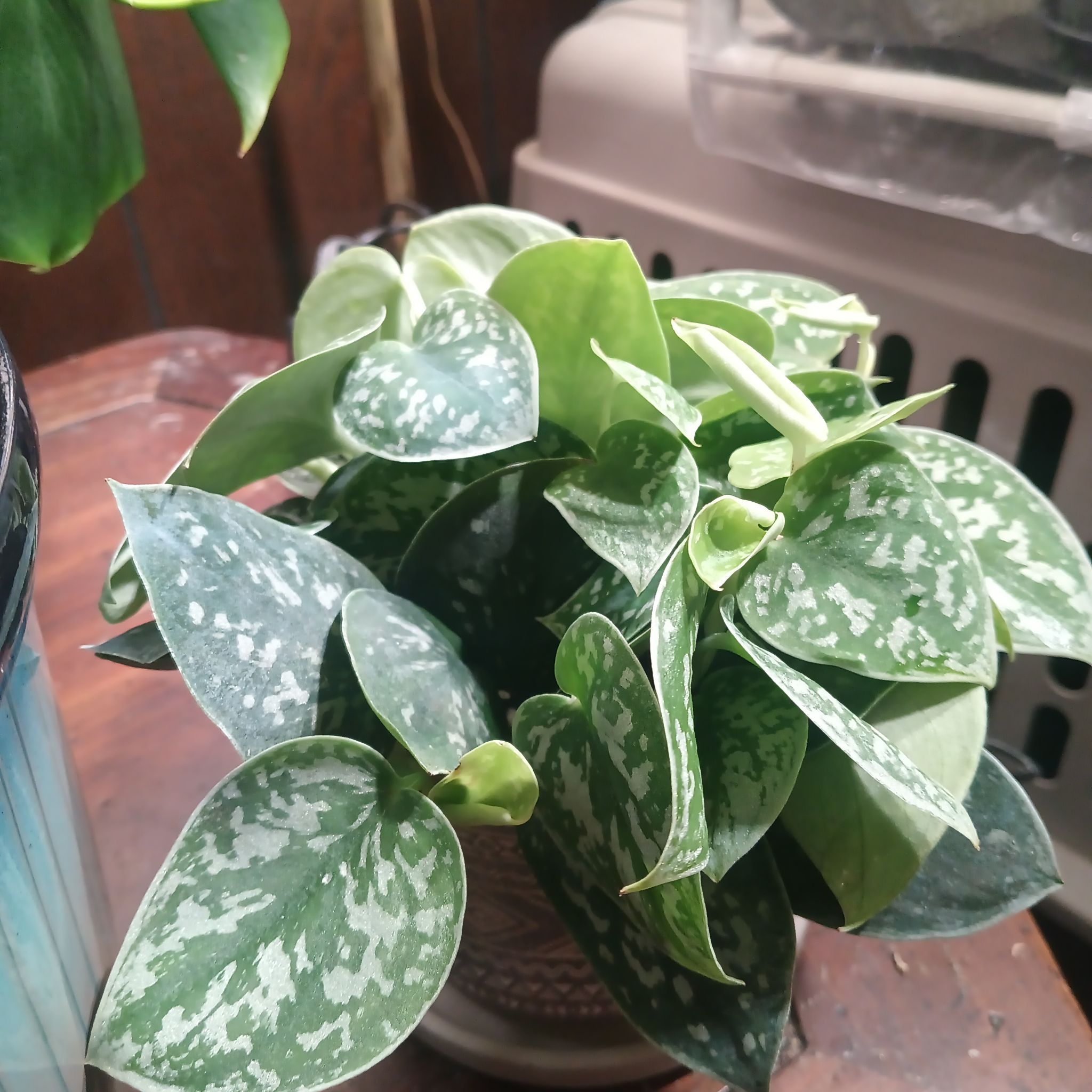 Photo of the plant species Silver Pothos by @Luvlilu named Argyraeus on Greg, the plant care app