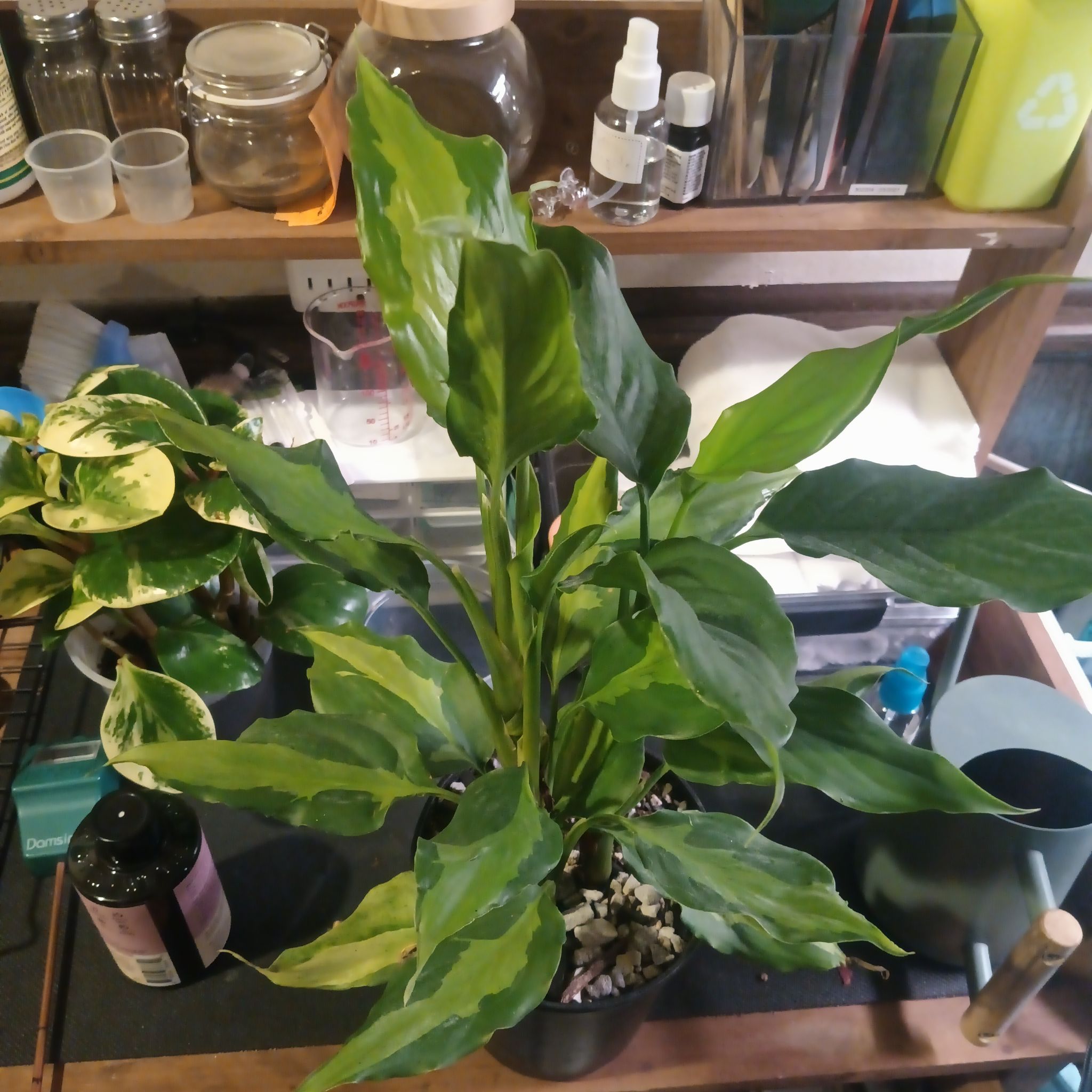 Photo of the plant species Aglaonema spathonema by @Luvlilu named AggieSpath on Greg, the plant care app