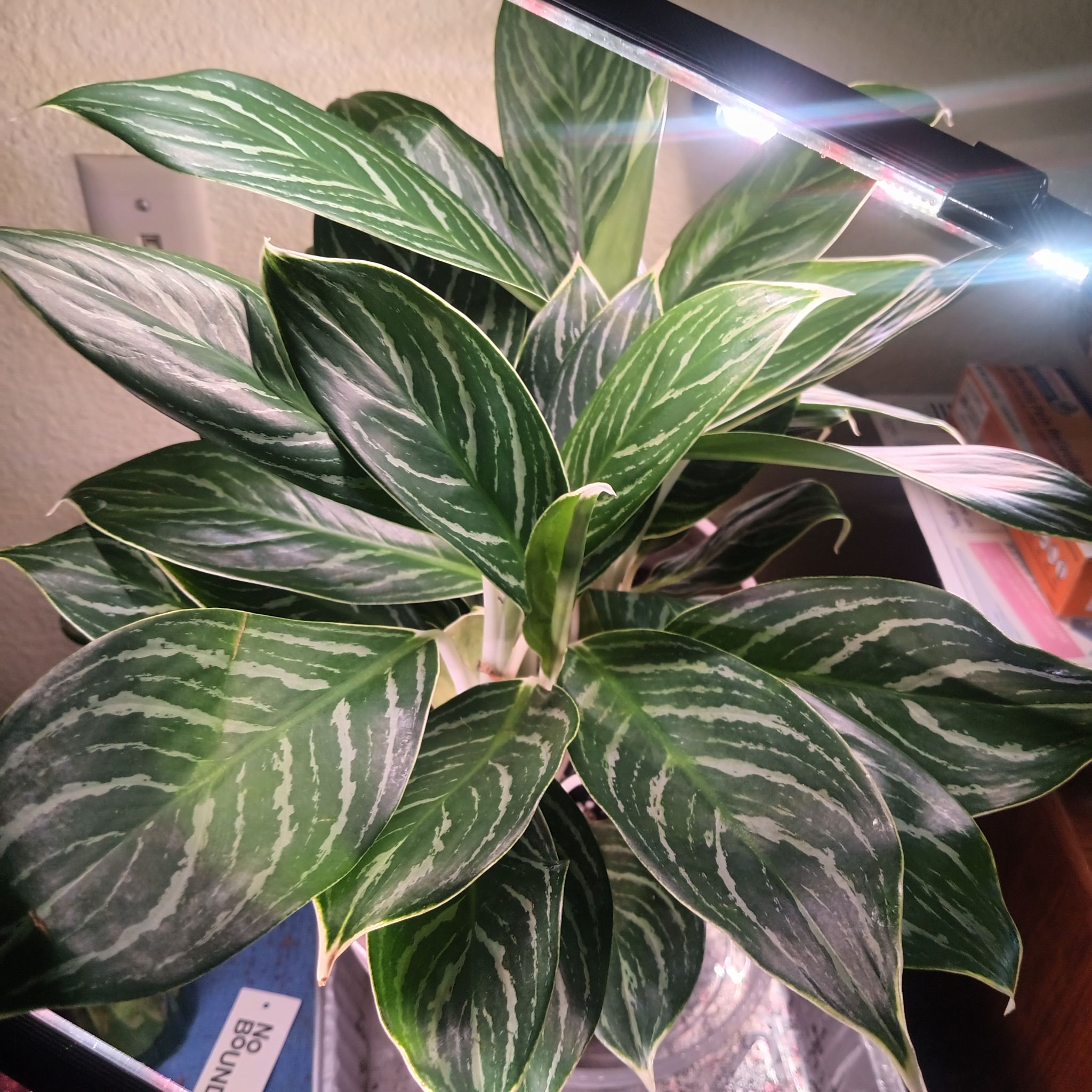 Photo of the plant species Chinese Evergreen 'White Stem' by @Luvlilu named Boots - White Stem on Greg, the plant care app