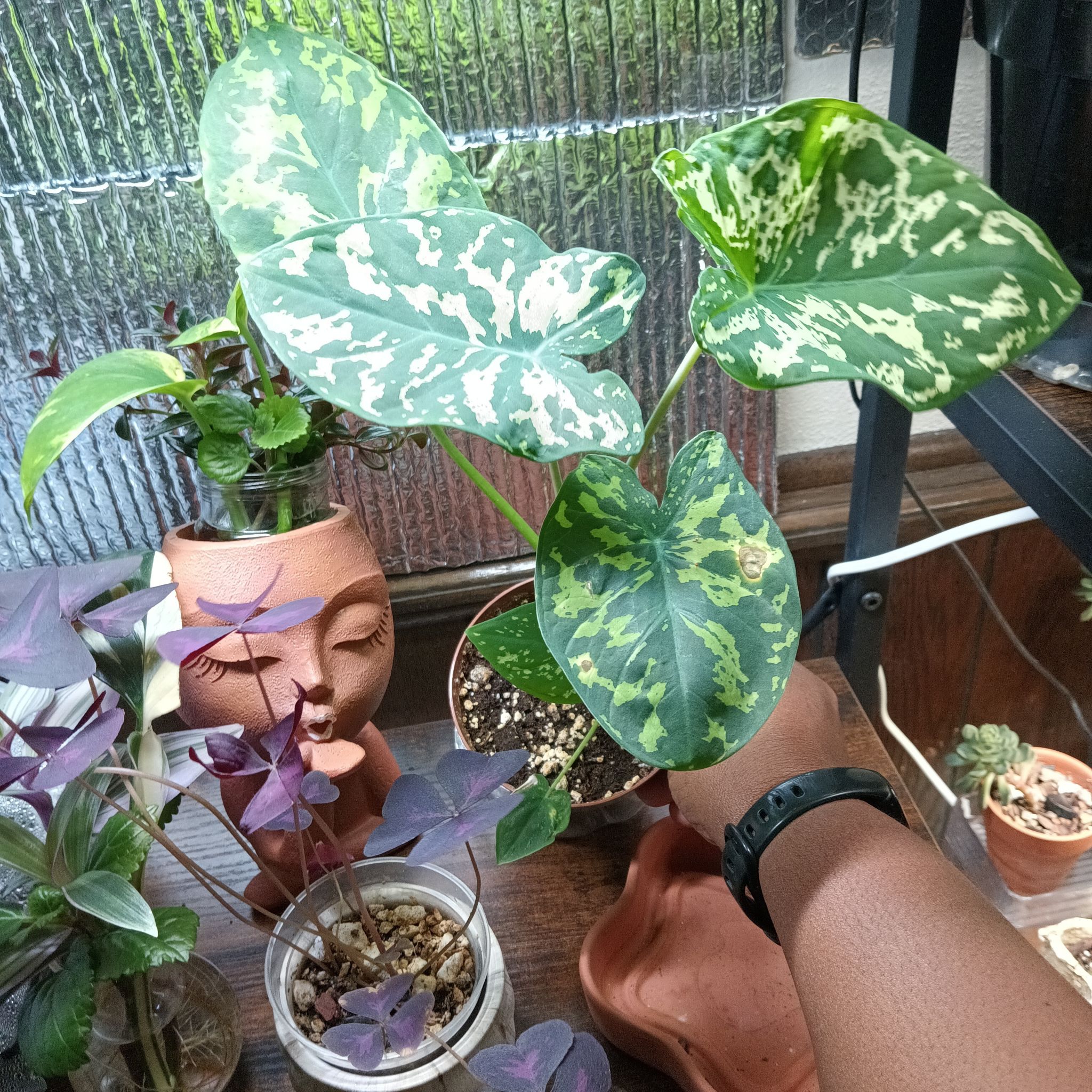 Photo of the plant species Alocasia by @Luvlilu named Hilo on Greg, the plant care app