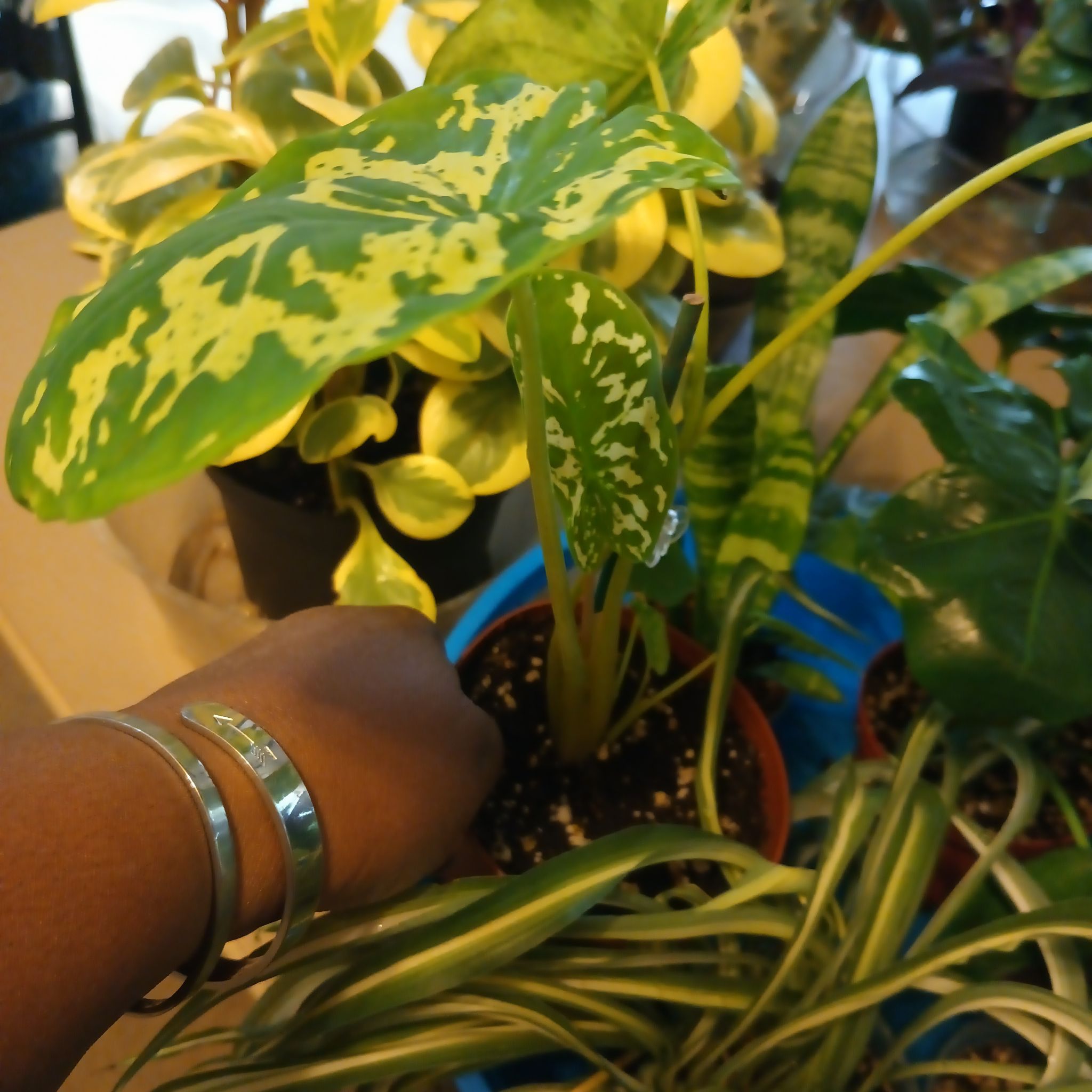 Photo of the plant species Alocasia by @Luvlilu named Hilo on Greg, the plant care app