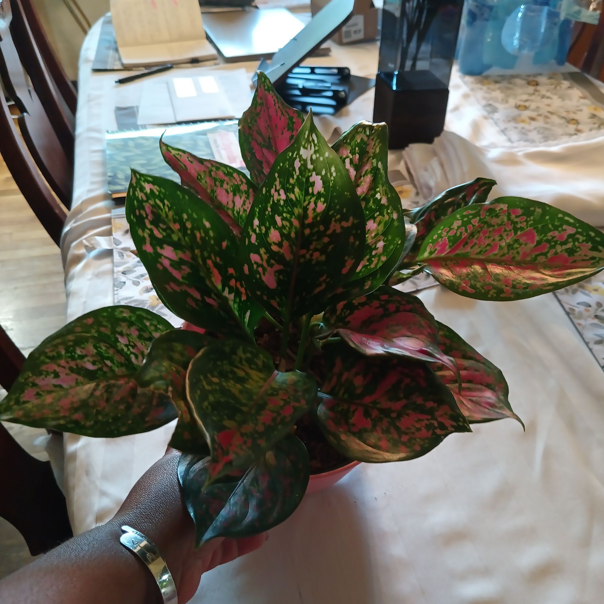 Photo of the plant species Aglaonema 'Red Valentine' by @Luvlilu named Cleopatra on Greg, the plant care app