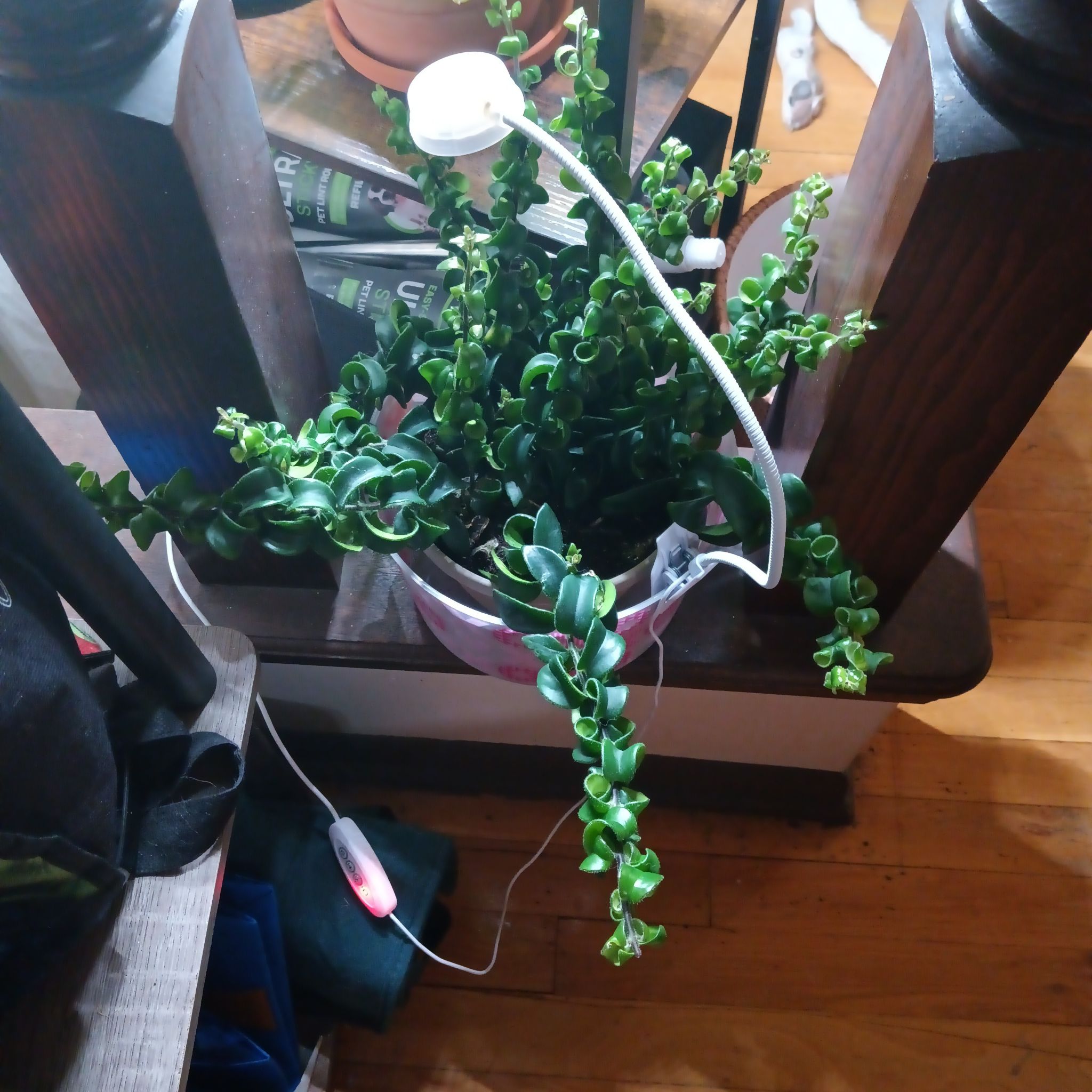 Photo of the plant species Twisted Lipstick Plant by @Luvlilu named Maybelline on Greg, the plant care app