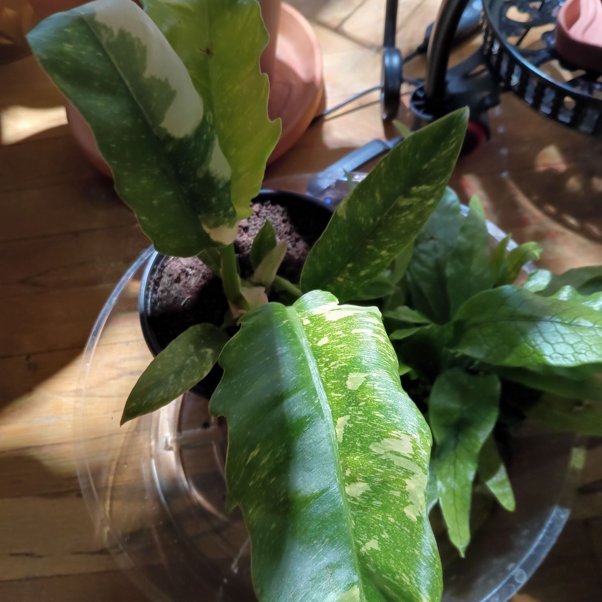 Photo of the plant species Philodendron Ring Of Fire by @Luvlilu named Smokey on Greg, the plant care app