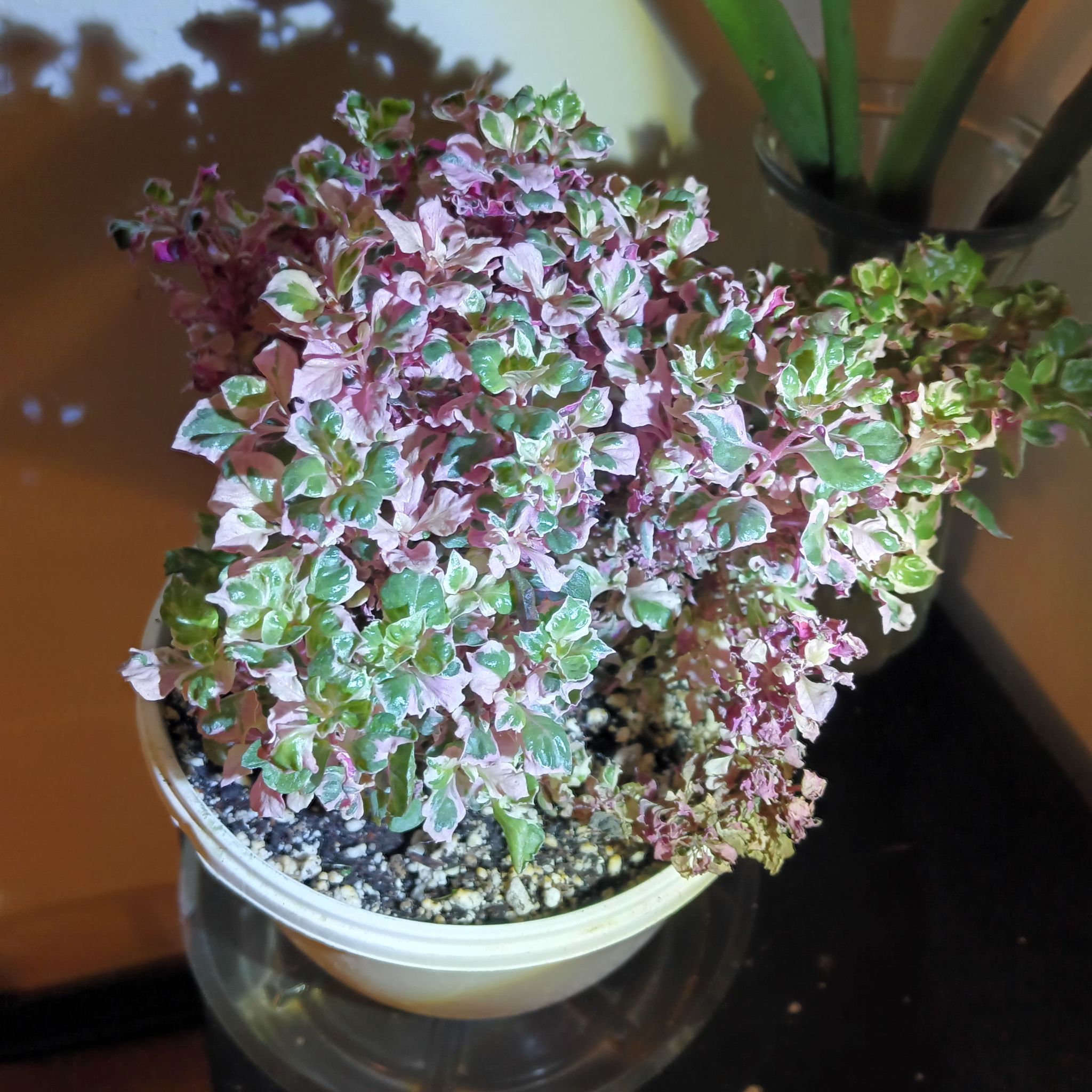 Photo of the plant species Alternanthera 'Ruby Flake' by @Luvlilu named Ruby on Greg, the plant care app