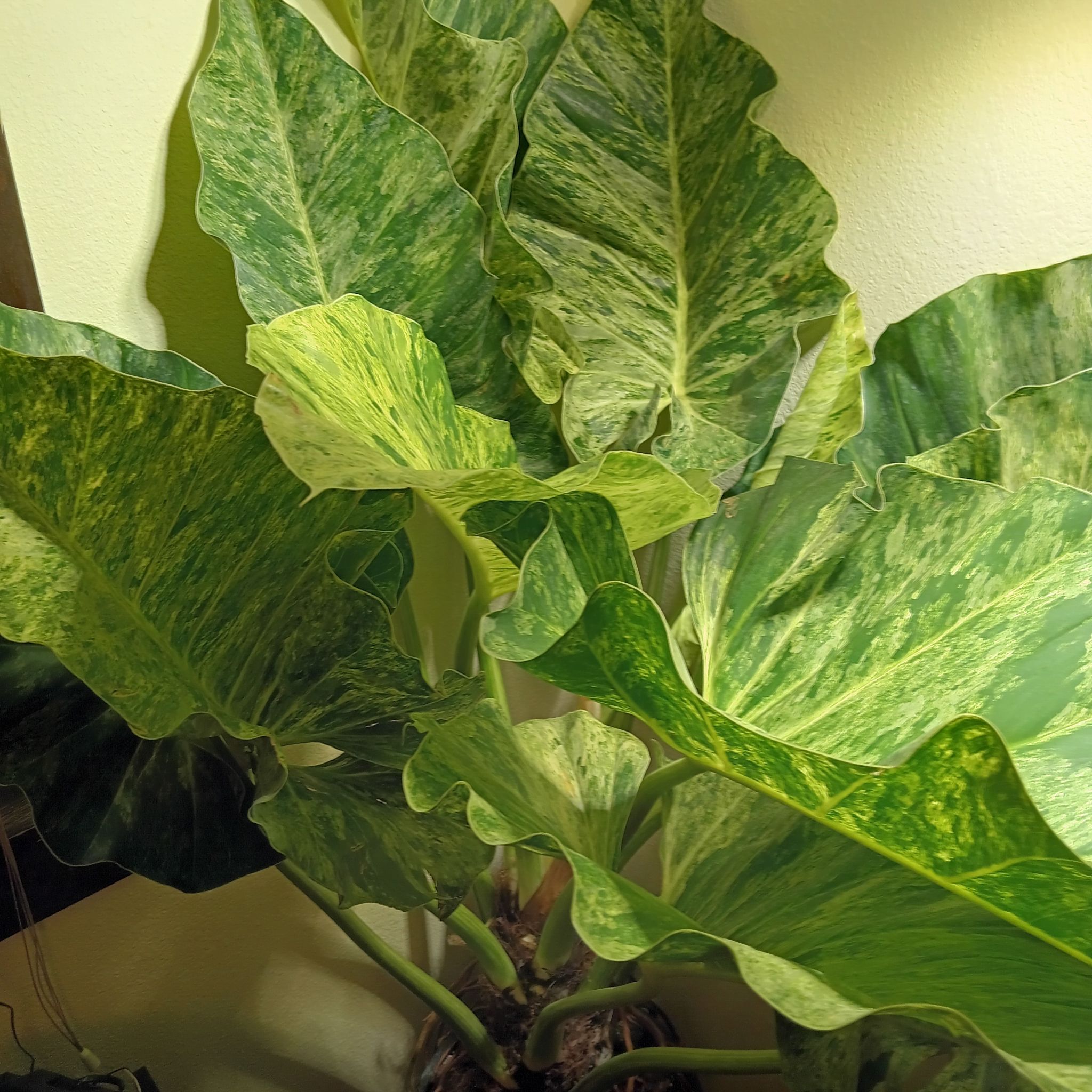 Photo of the plant species Philodendron giganteum Variegated Blizzard by @Luvlilu named Hulk Smash (Bruce) on Greg, the plant care app