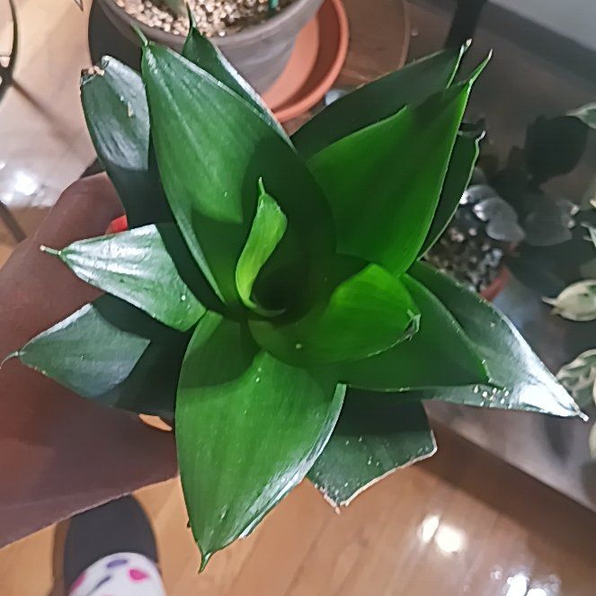 Photo of the plant species Black Jade Snake Plant by @Luvlilu named Hahnii on Greg, the plant care app