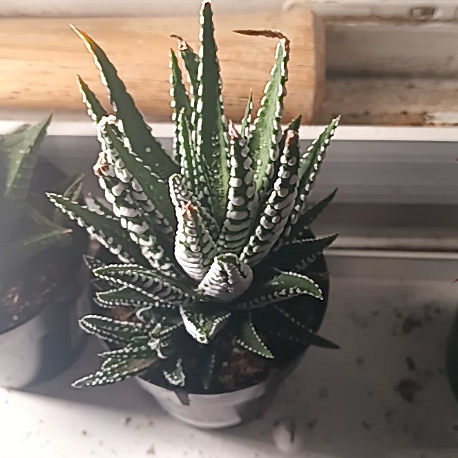 Photo of the plant species Haworthia fasciata 'Barcelona' by @Luvlilu named Marty on Greg, the plant care app