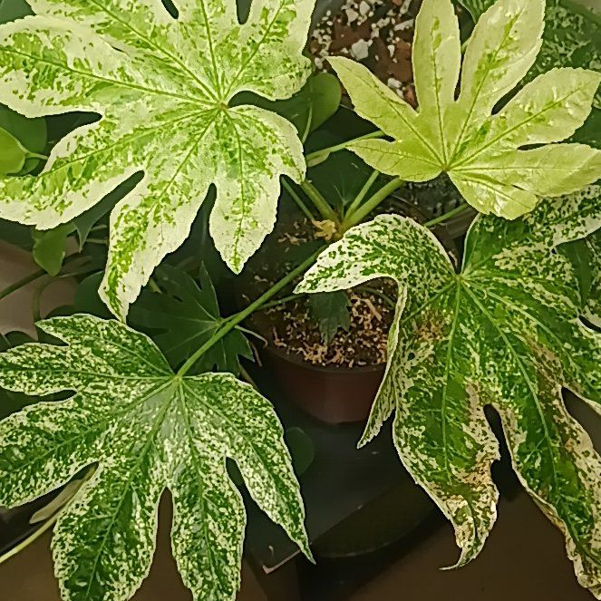 Photo of the plant species Fatsia Japonica Spider Web by @Luvlilu named Japheth on Greg, the plant care app