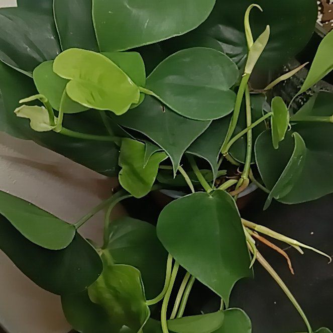 Photo of the plant species Philodendron cordatum by @Luvlilu named Cordey on Greg, the plant care app