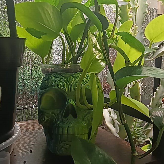 Photo of the plant species Pothos by @Luvlilu named Moxie I on Greg, the plant care app
