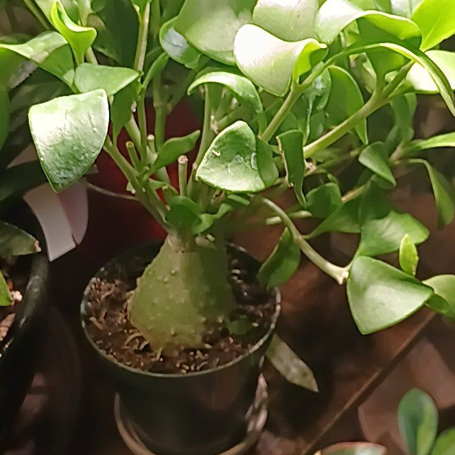 Photo of the plant species Ant plant by @Luvlilu named Girlfrond on Greg, the plant care app