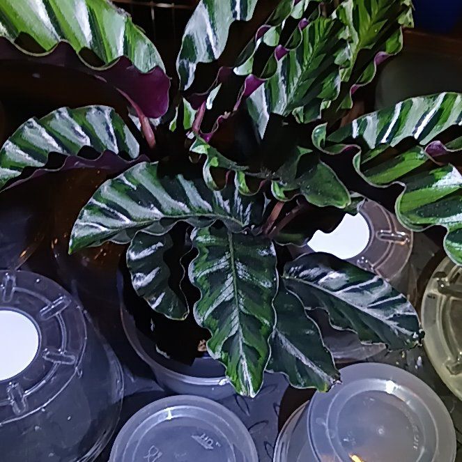 Photo of the plant species Calathea Warscewiczii by @Luvlilu named Velvet Glory on Greg, the plant care app