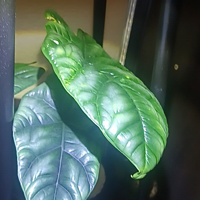 Photo of the plant species Jewel Alocasia by @Luvlilu named Sinuata on Greg, the plant care app
