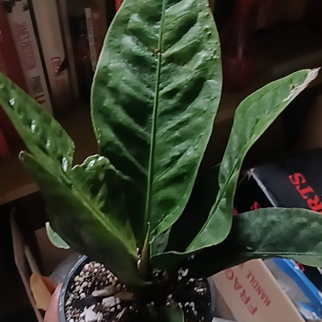 Photo of the plant species Anthurium superbum by @Luvlilu named Dissy on Greg, the plant care app