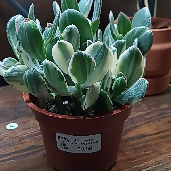 Photo of the plant species Variagated Jade Plant by @Luvlilu named Sproutacus on Greg, the plant care app